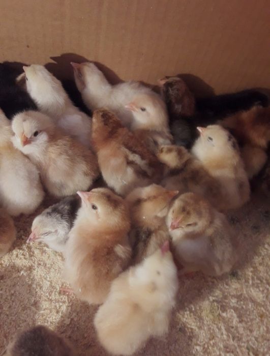 Балапандар сатылады 500тг