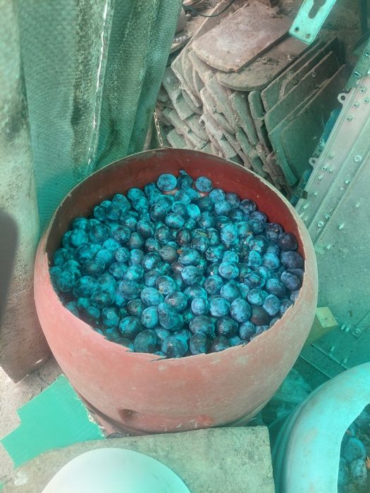 Prune pt țuică gata culese