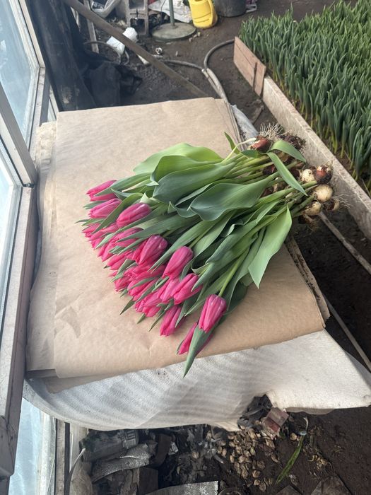 Тюльпаны оптом и в розницу