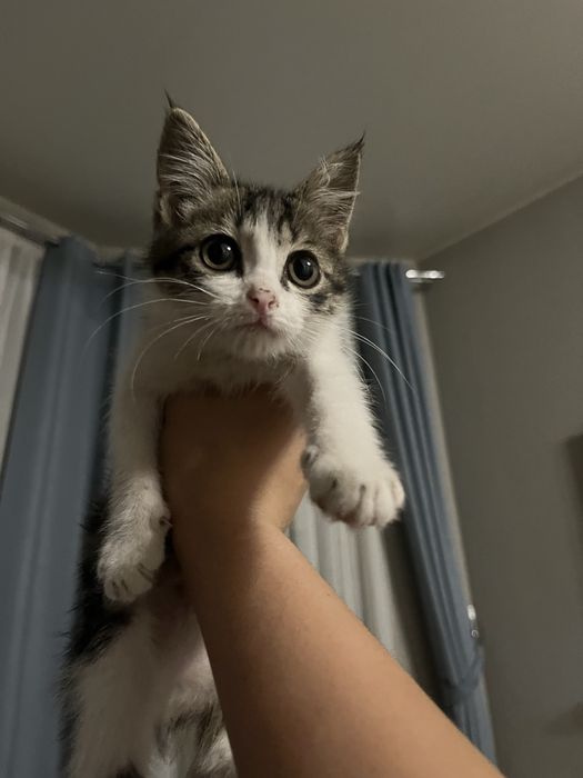 продаю котенка в хорошие руки