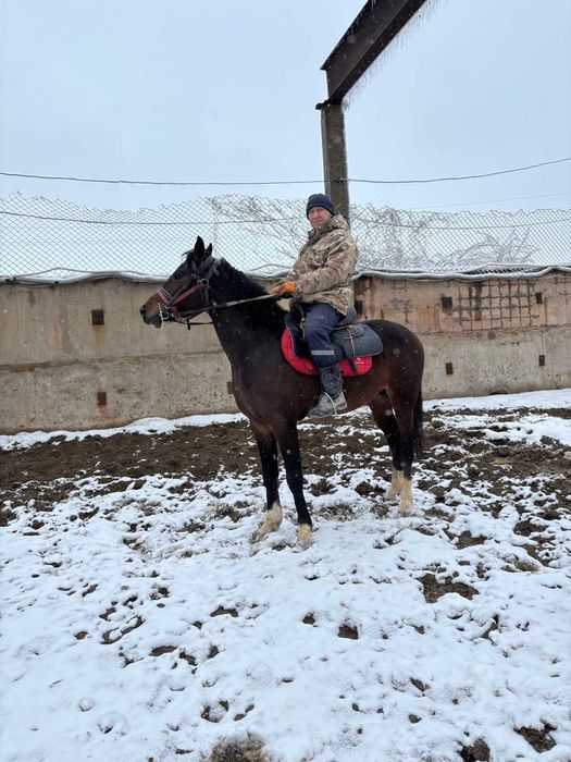 Продается лошадь Англо Араб