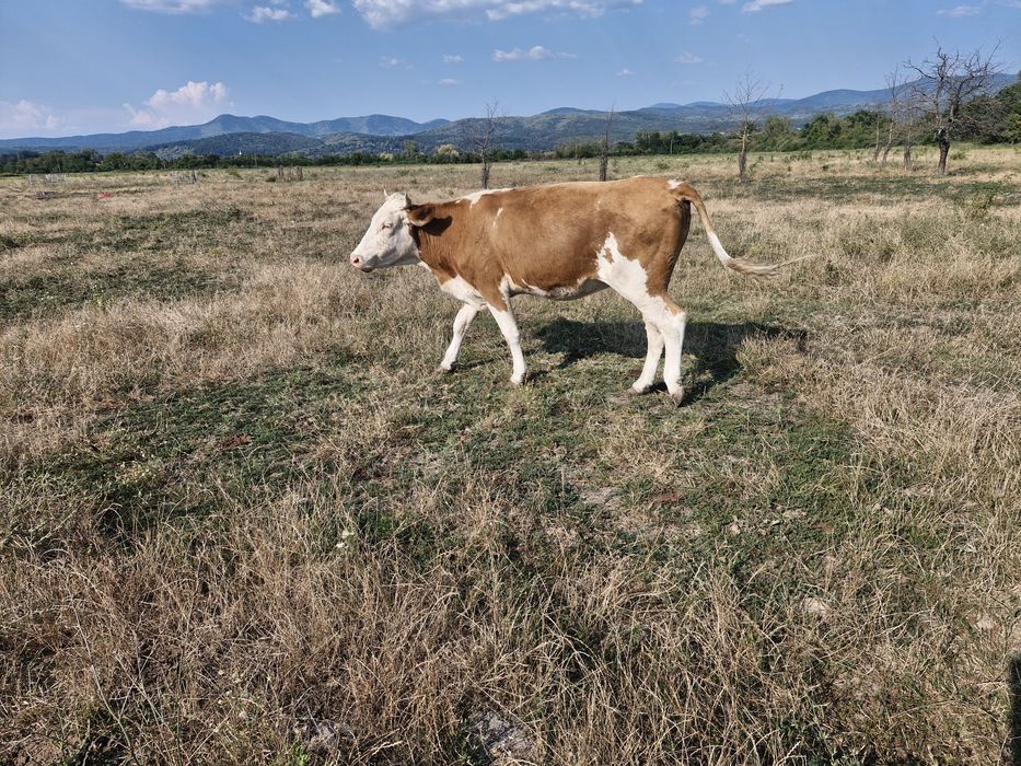 Vând vaca de 2 ani
