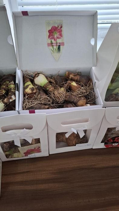 Луковицы гиппеаструма(амариллиса)