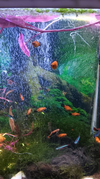 Pesti platty isi cauta alt acvariu