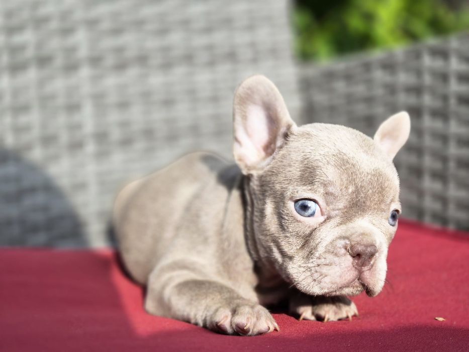 Vand fetita bulldog francez