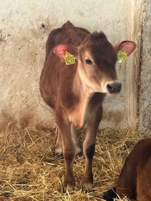 Продам Бычков и телят порода Симентал