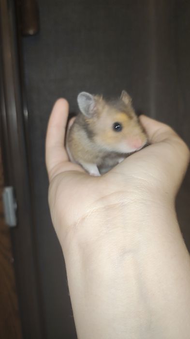 Hamster sirian de vanzare