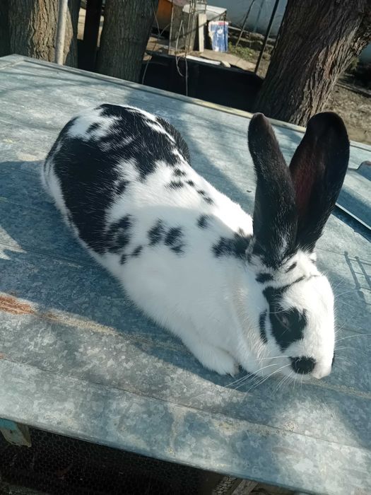 Зайци Белгийски великани