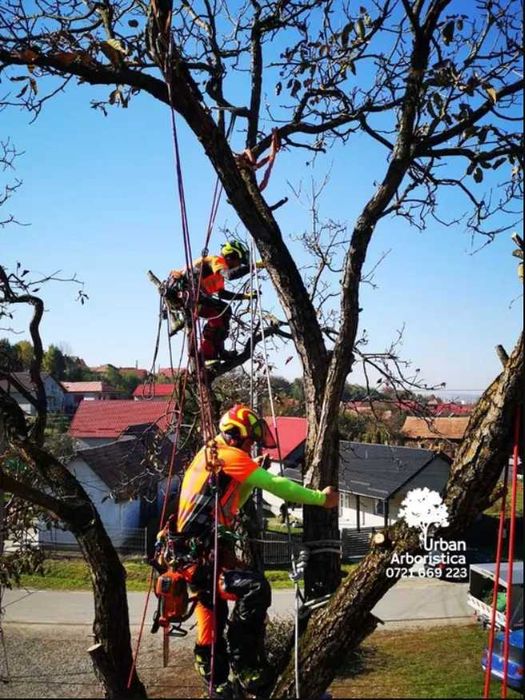 Doborare Taiere Defrisare Copaci Arbori Pomi Buftea
