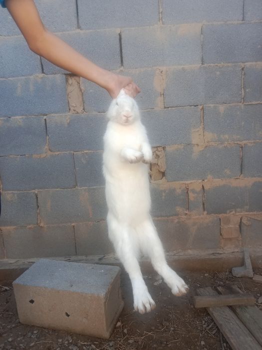 Қояан сатыладыы.