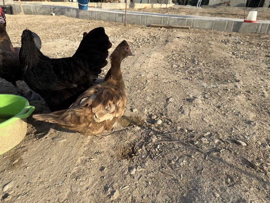 Germaniski  o‘rdaklar  sotiladi   1 donasi   500  mindan