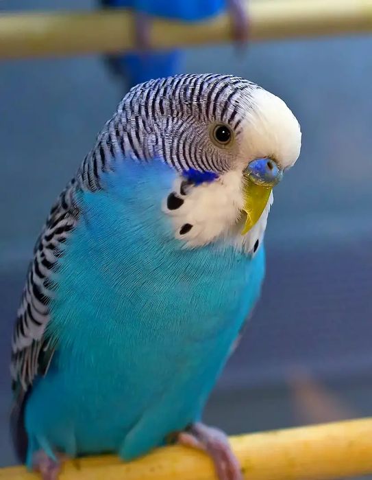 Попугай волнистые