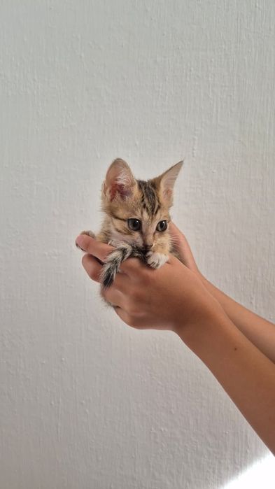 Марғаулар беремін