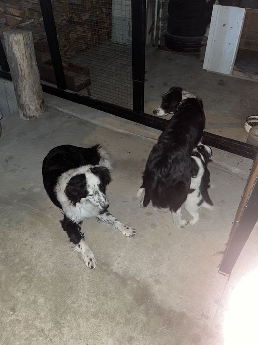 Заберите приютите