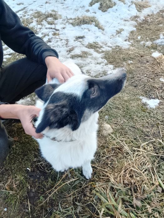 Щеночки ищут дом