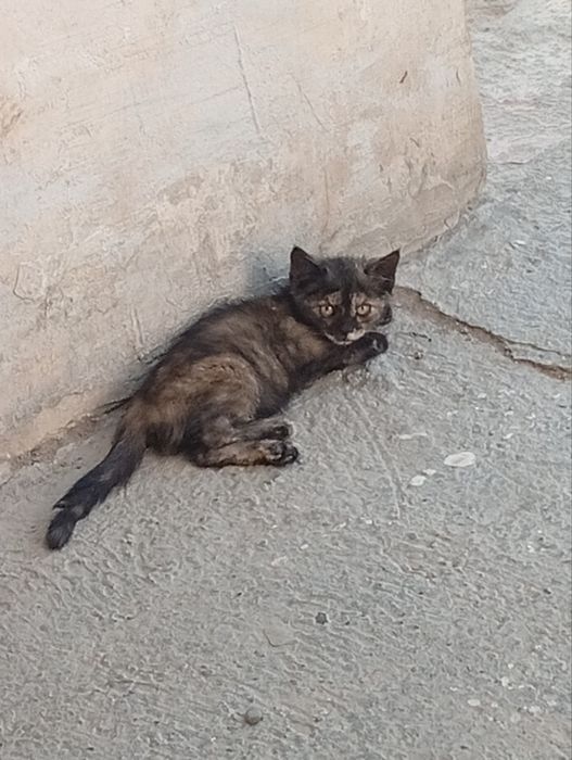 Котята,разные,2мес.мальчики и девочки