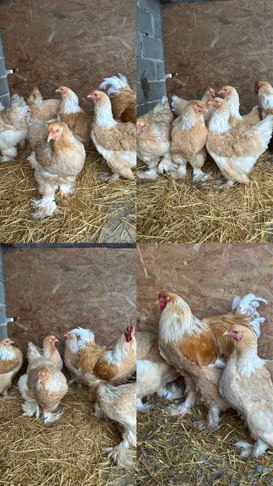 Disponibile ouă si pui brahma