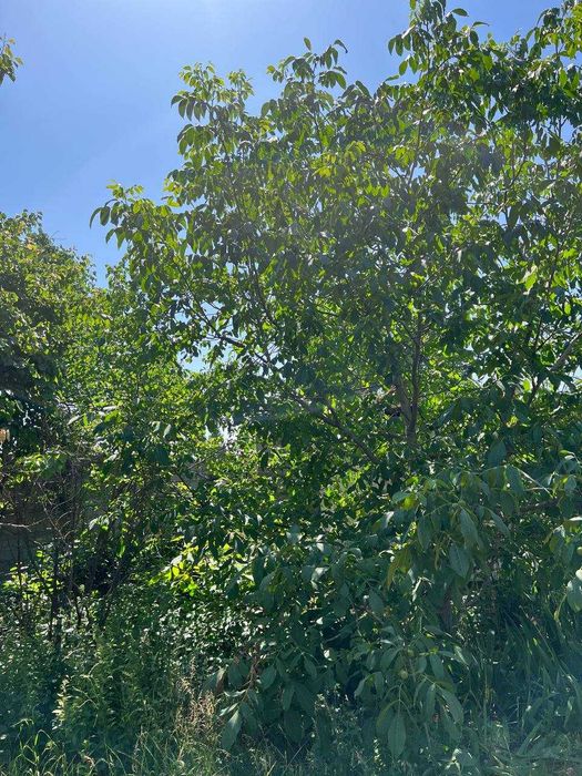 Продается Дача Ташморе