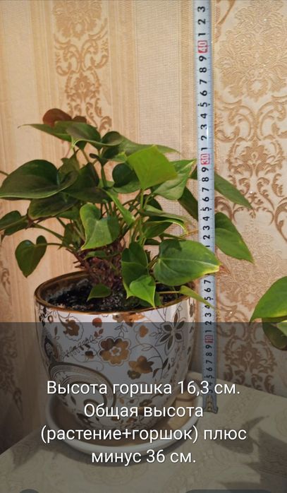Антуриум и Спатифиллум продам. Алматы