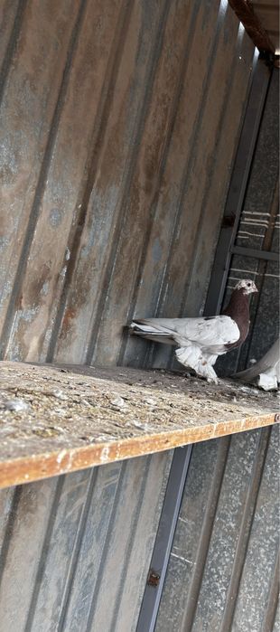 Голуби капкан самка самец