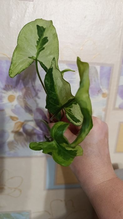 Сингониумы и другие цветы