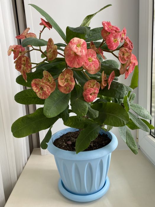 Эуфорбия ( молочай Миля) крупноцветковая