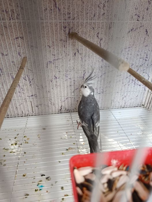 Karella  soglom sotiladi