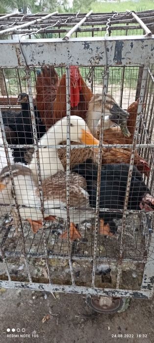 Xoroz tovuq kurka quyon o'rdak g'oz