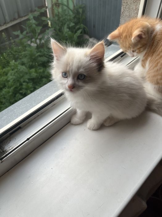 Отдам котят в добрые руки