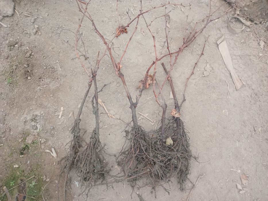 Kivi kuchatlari payvant