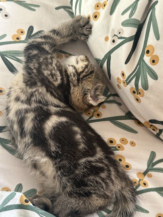Котенок сатылады. 2 ай мальчик