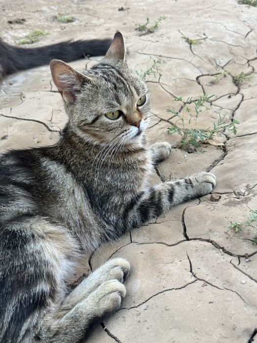 Skotish strayt bengal