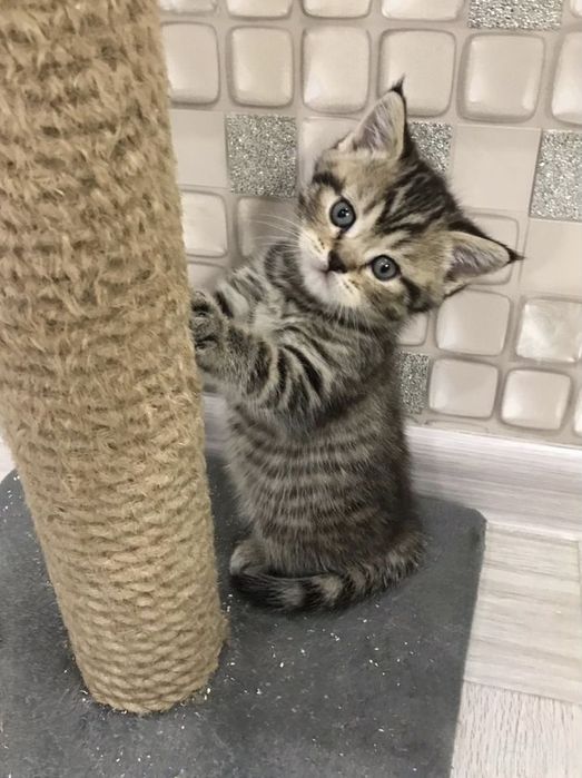 Вислоухие Шотландские котята