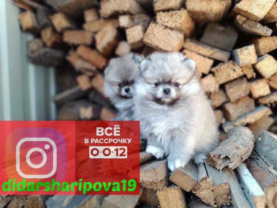 Шикарные щенки готовы к переезду &&-