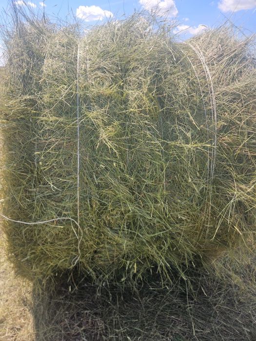 Продам сено жетняк самовывоз