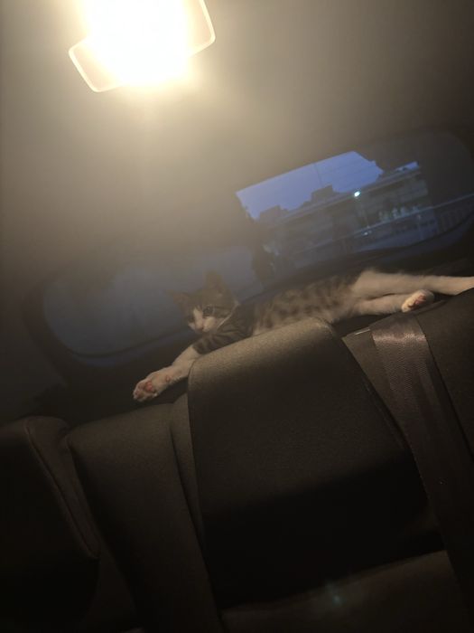Малко котенце подарявам