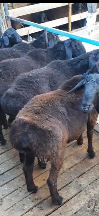 Қошқарлар сатылады.