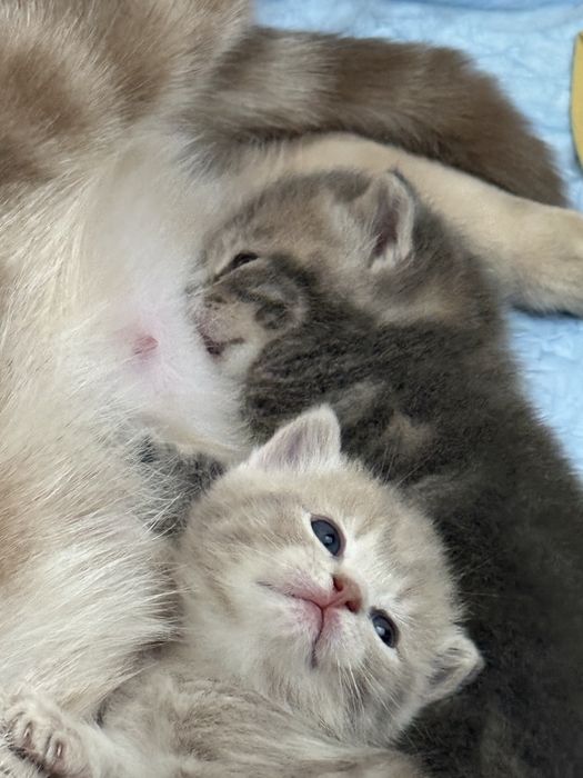 Котенок девочка чистая британка