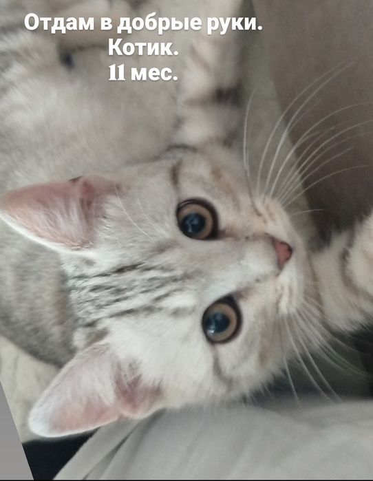 Отдам котика в заботливые добрые руки