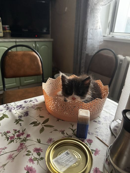 Котята здоровые чистые