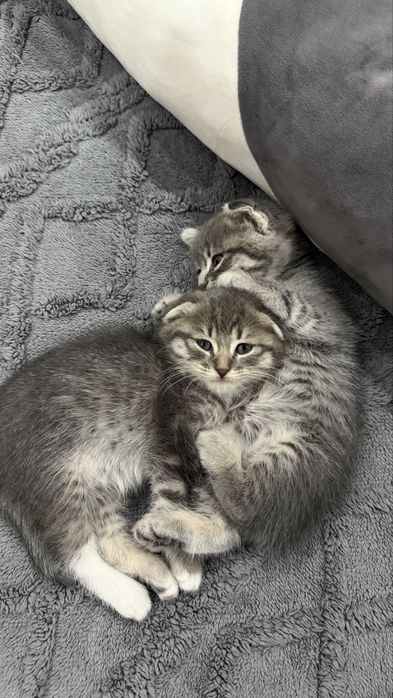 Вислоухие котята