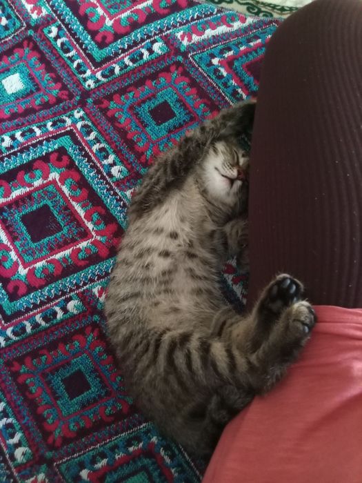 Котик мальчик (маленький полосатый)