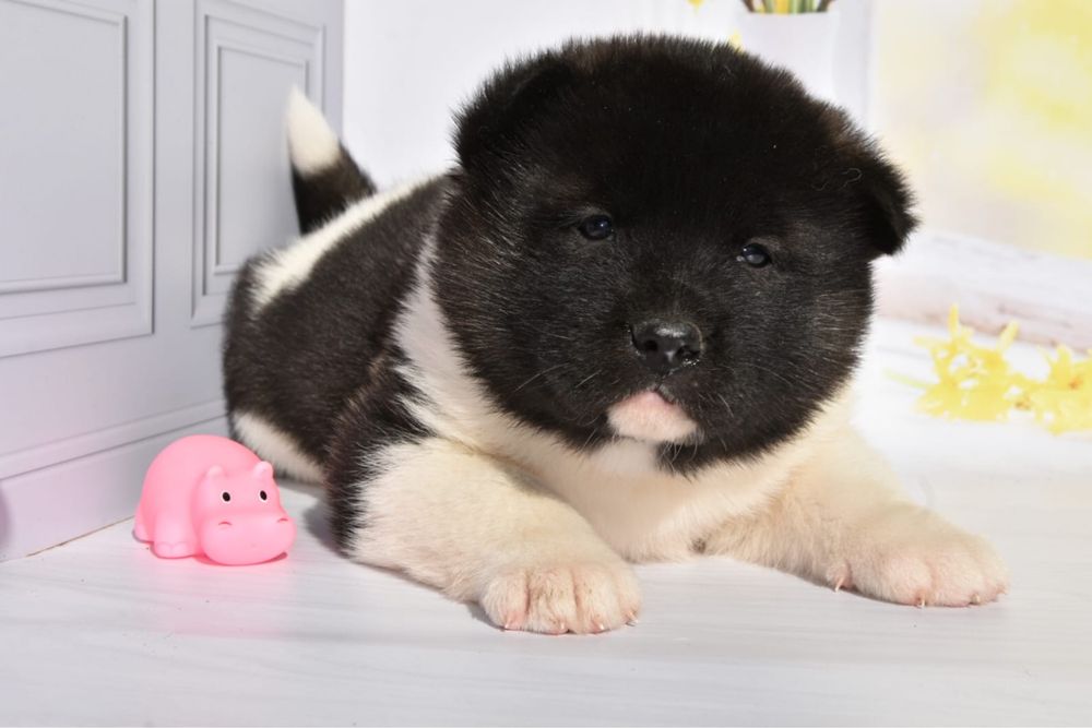 Американская Акита