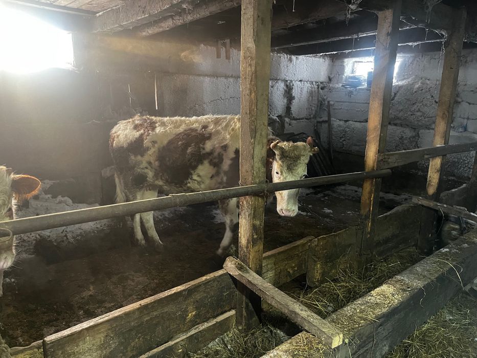 Продам телки две головы