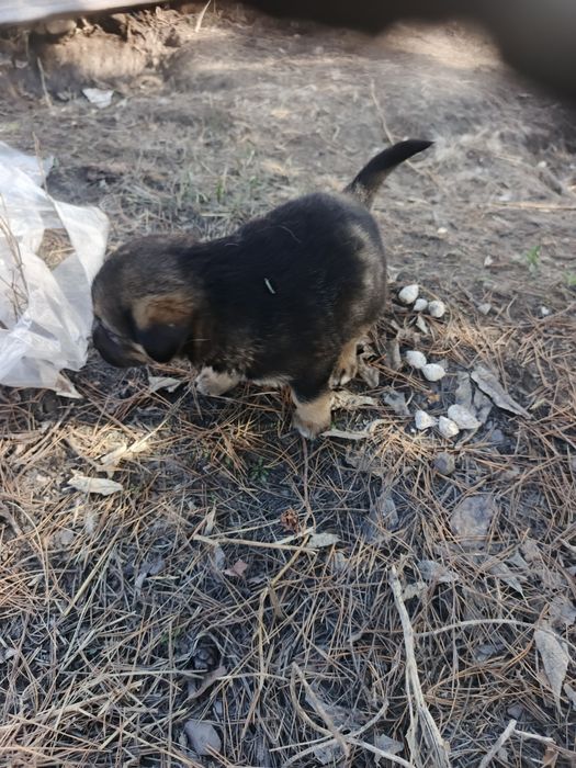 Щенки Алабая в Караганде