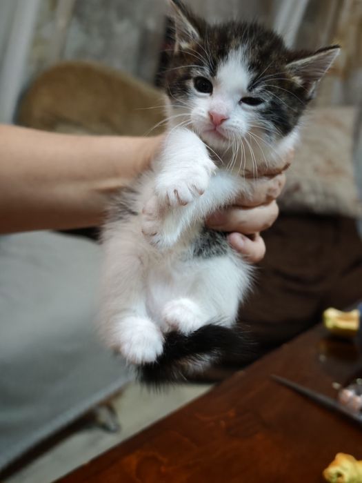 Котята бесплатно