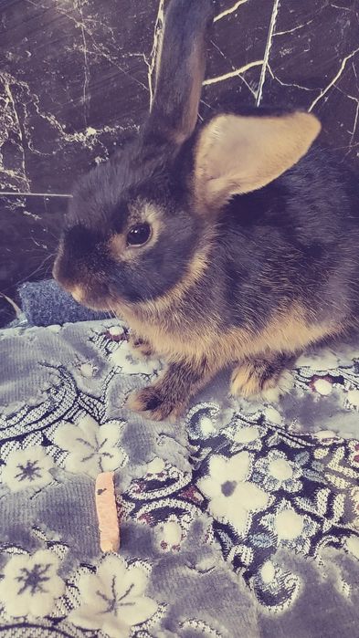 Продается кролик дорогой породы