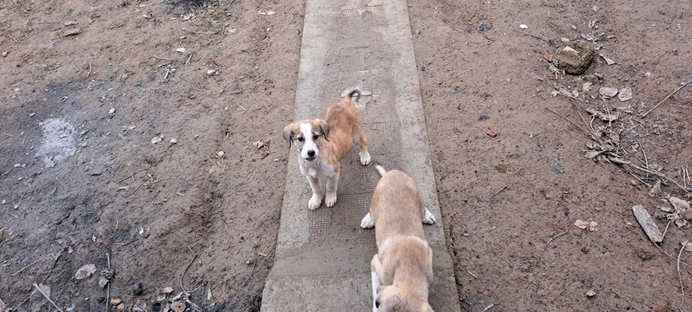 Кучук боллари соглом