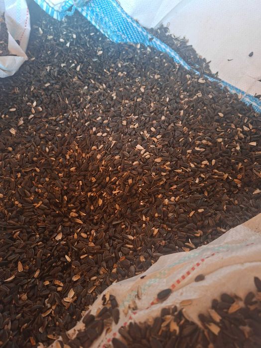 Floarea soarelui  2,70/kg