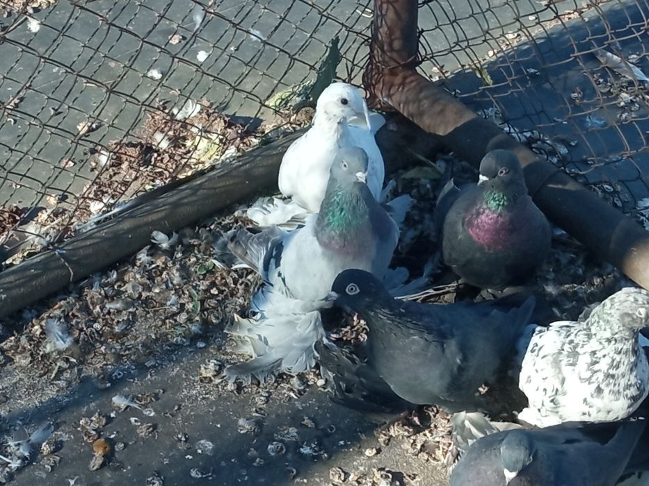 Голуби разных пород